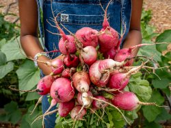 Garden Manager, Brittney Portes, holding a bunch of freshly harvested radishes.