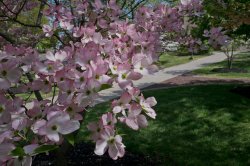 spring blossoms on campus