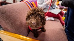 Photo of Pebbles the puppy