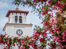blossoms on a tree frame a clock tower