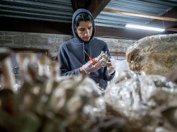 Connor Godek harvests Black Pearl Oyster mushrooms from a growing block.