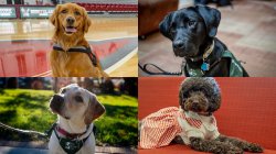 A collage of four therapy and service dogs at Montclair State University. Top left: Charley, a golden retriever, sits on a gymnasium floor. Top right: Fuji, a black labrador, looks up attentively while wearing a green service vest indoors. Bottom right: Pebbles, a mini chocolate labradoodle in a white and orange checkered sweater with faux pearls, lies on a red couch. Bottom left: Katherine, a yellow labrador, sits outdoors in sunlight wearing a green service vest.