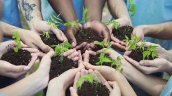 Group of hands holding soil with plants growing from them.