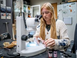 Kelly Witters sits at a lab bench using a microscope, sorting small samples into dishes with several vials and horseshoe crab molts nearby.