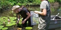 sample collection in pond