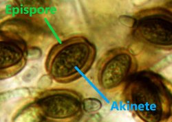 apispore and akinete