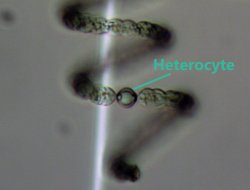 heterocyte labeled on sample