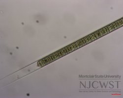 limnoraphis (image 1)