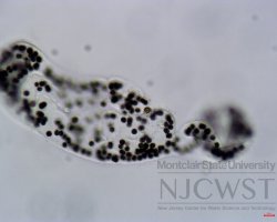 microcystis (image 1)
