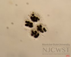 microcystis (image 2)