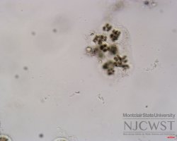 microcystis (image 3)