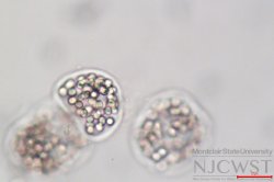 microcystis (image 5)