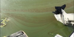 algae in Budd Lake in August of 2021