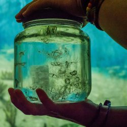 Two hands in silhouette hold a jar full of jellyfish in front of an aquarium tank