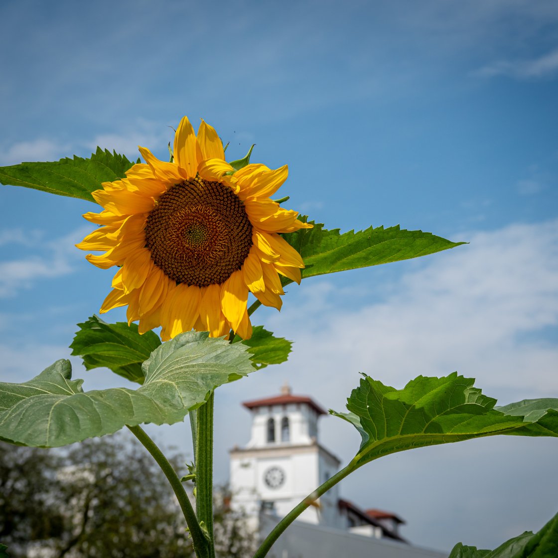 Picture of a sunflower. 