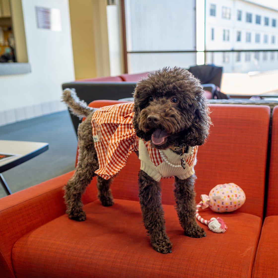 Pebbles in a red cloth knit sweater.