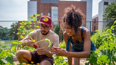 Two students tending plants in the community garden