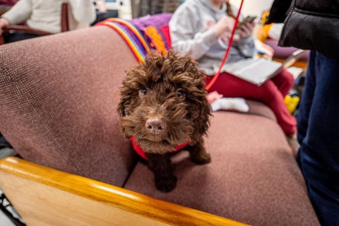 A brown puppy looks at the camera.