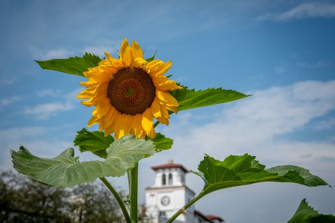 Picture of a sunflower. 