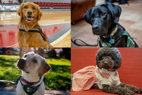 A collage of four therapy and service dogs at Montclair State University. Top left: Charley, a golden retriever, sits on a gymnasium floor. Top right: Fuji, a black labrador, looks up attentively while wearing a green service vest indoors. Bottom right: Pebbles, a mini chocolate labradoodle in a white and orange checkered sweater with faux pearls, lies on a red couch. Bottom left: Katherine, a yellow labrador, sits outdoors in sunlight wearing a green service vest.
