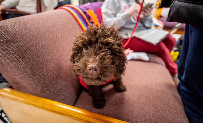 A brown puppy looks at the camera.