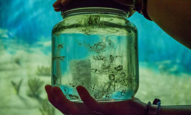 Two hands holding a jar containing small jellyfish in front of a brightly-lit aquarium tank.