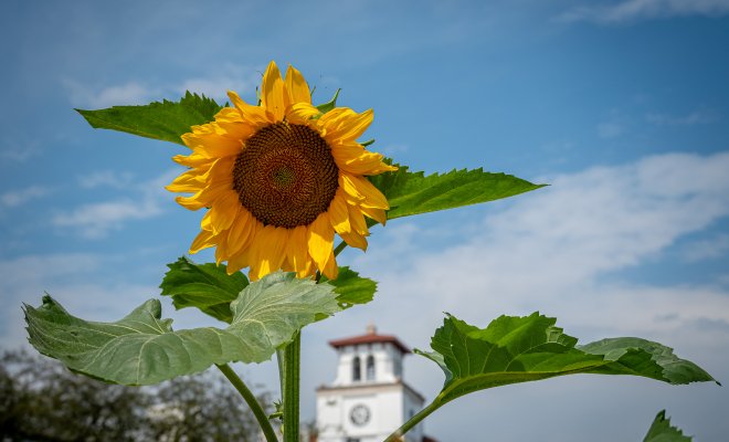 Picture of a sunflower. 