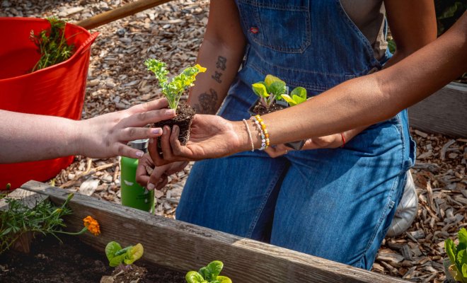 A student kneels before a garden bed and holds a small plant.
