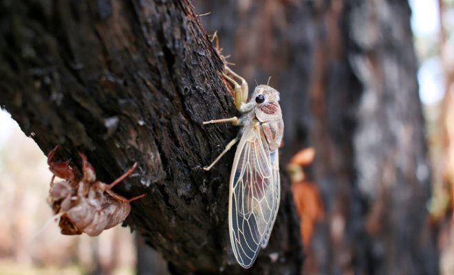 Baby Cicada Drying It's Wings, Queensland, Australia