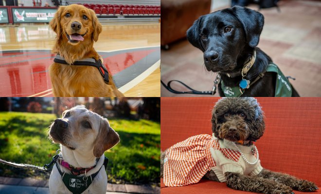 A collage of four therapy and service dogs at Montclair State University. Top left: Charley, a golden retriever, sits on a gymnasium floor. Top right: Fuji, a black labrador, looks up attentively while wearing a green service vest indoors. Bottom right: Pebbles, a mini chocolate labradoodle in a white and orange checkered sweater with faux pearls, lies on a red couch. Bottom left: Katherine, a yellow labrador, sits outdoors in sunlight wearing a green service vest.