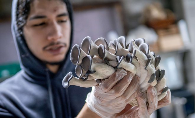 A Nutrition and Food Studies student examines a bouquet of gray-topped mushrooms while standing in a walk-in freezer.