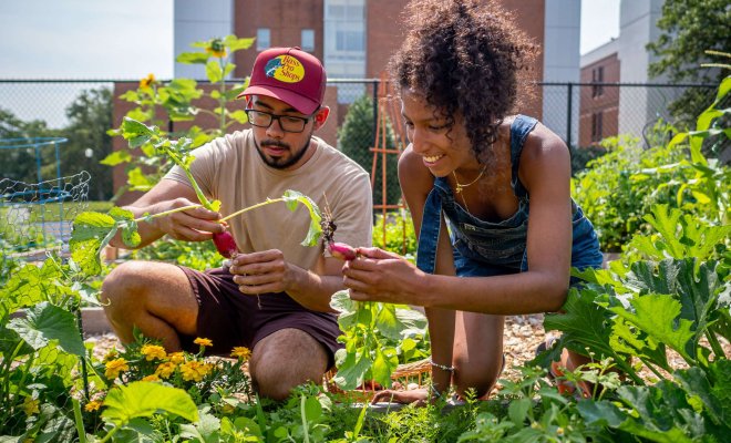 Two students in a community garden dig up and inspect root vegetables.