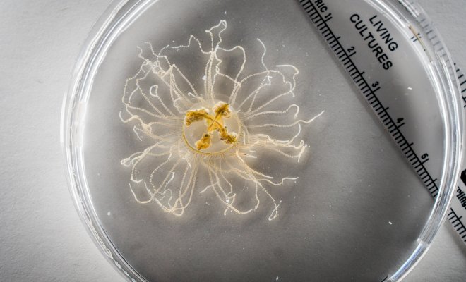 Jellyfish in a CASM lab being examined.