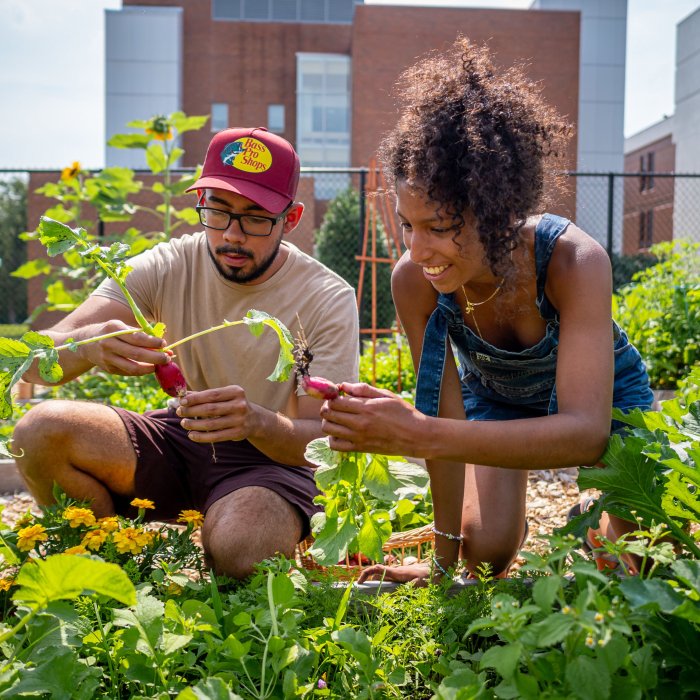 Two students tending plants in the community garden