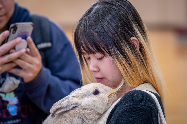 A student snuggles with a bunny.