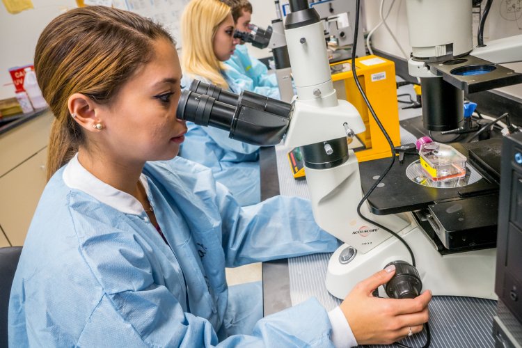 Students in lab coats sit at microscopes in a biology lab, focusing on samples and adjusting the microscope controls.