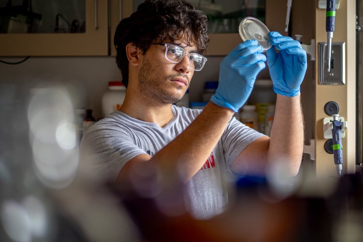 A student in a T‑shirt and blue gloves stands in a laboratory, holding a petri dish up to eye level to examine it.
