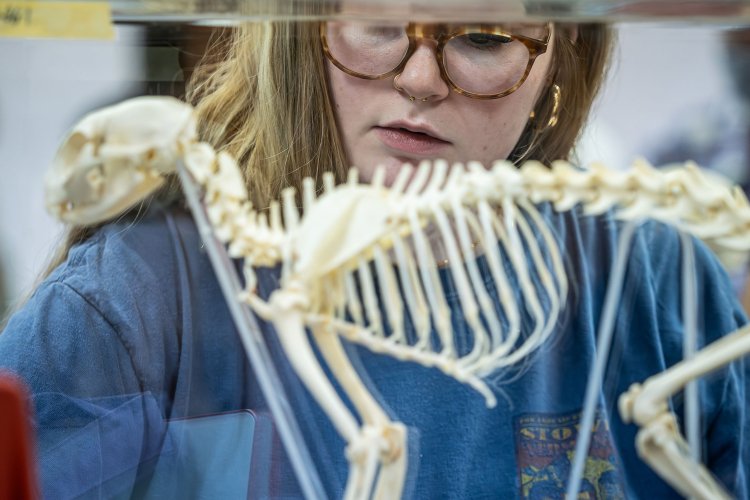 Student in anthropology class studying model skeleton of small animal
