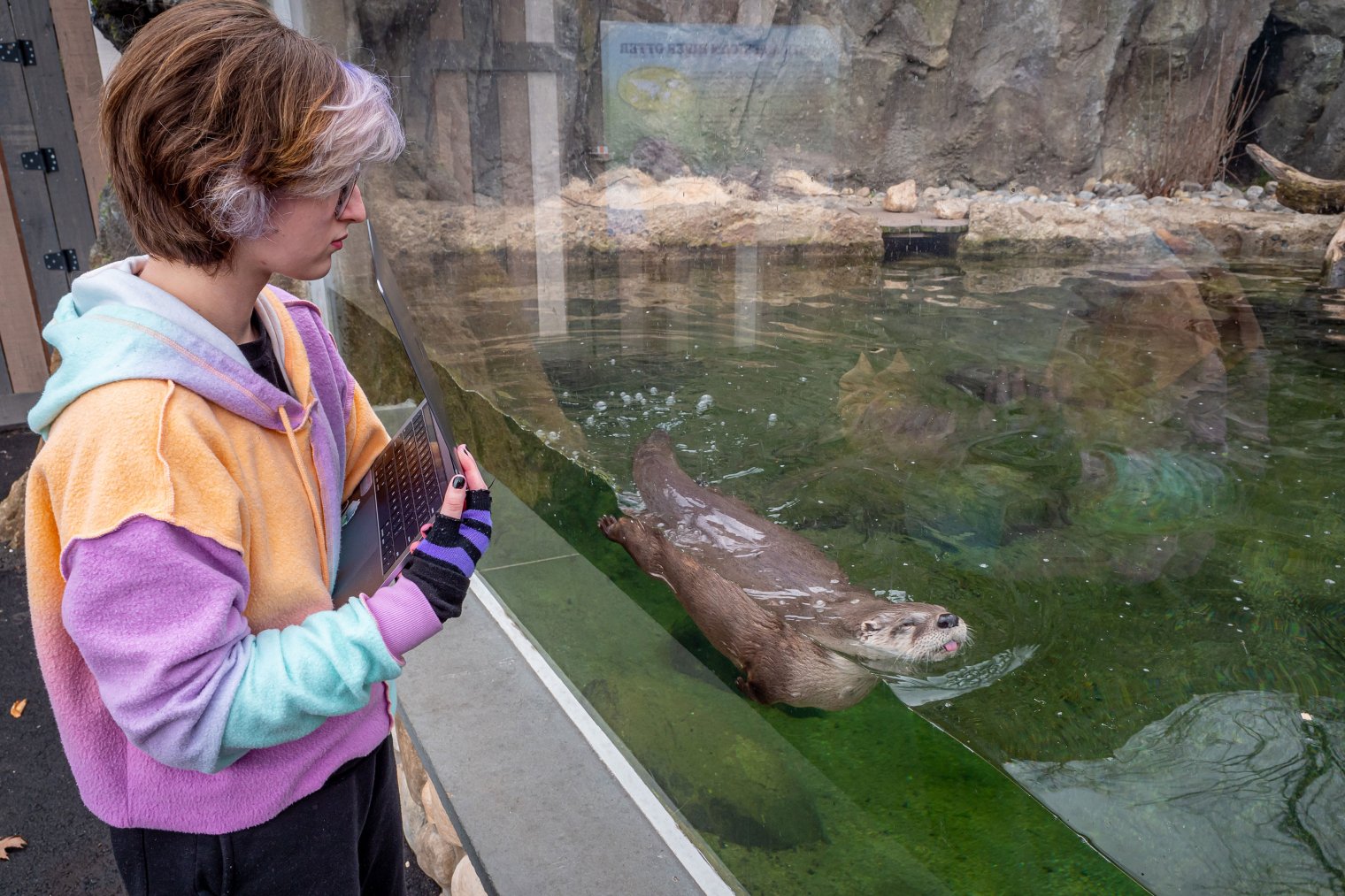 Student at Turtleback Zoo, observing a swimming otter