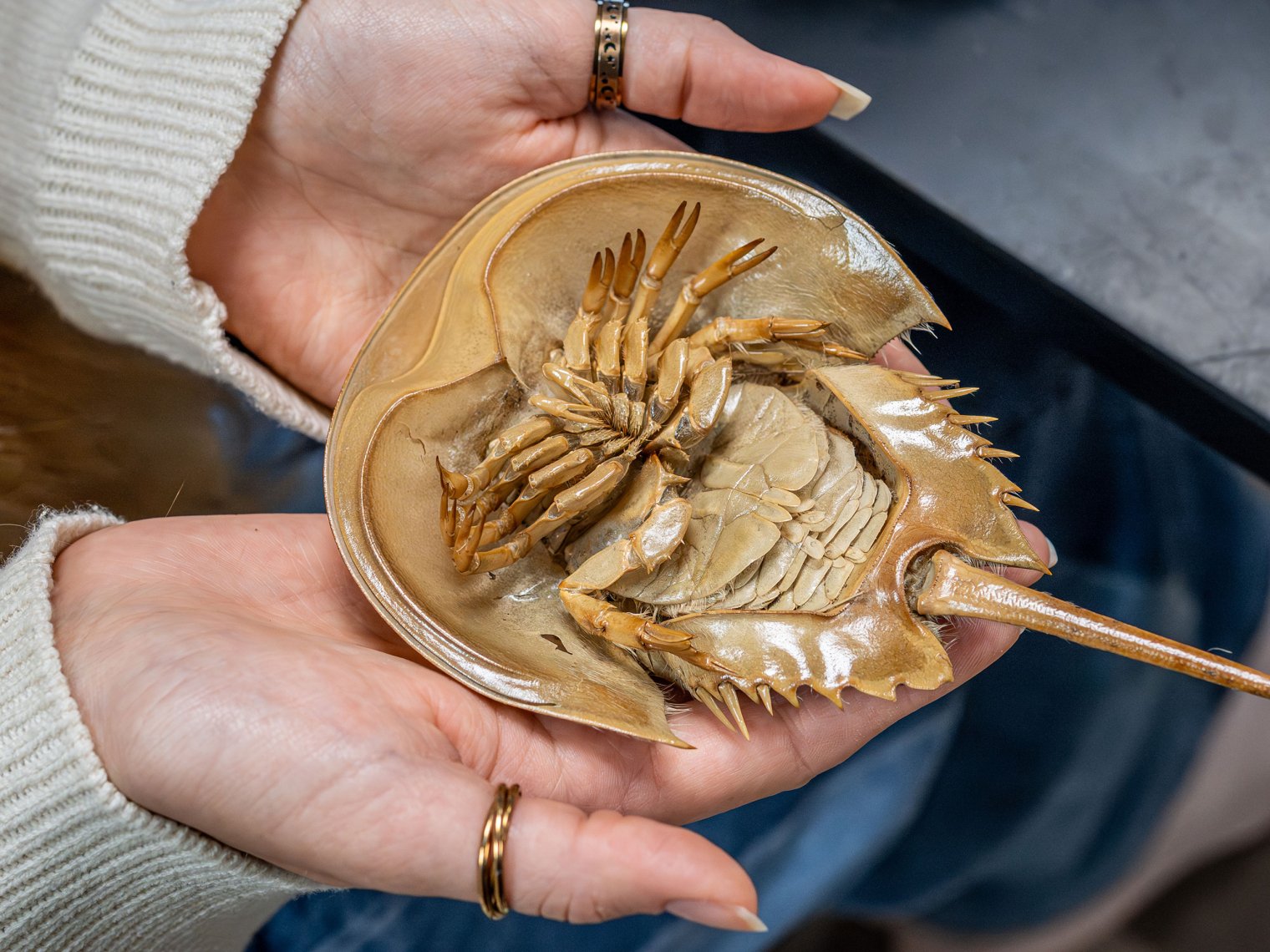 A horeshoe crab on its back, exposing its legs