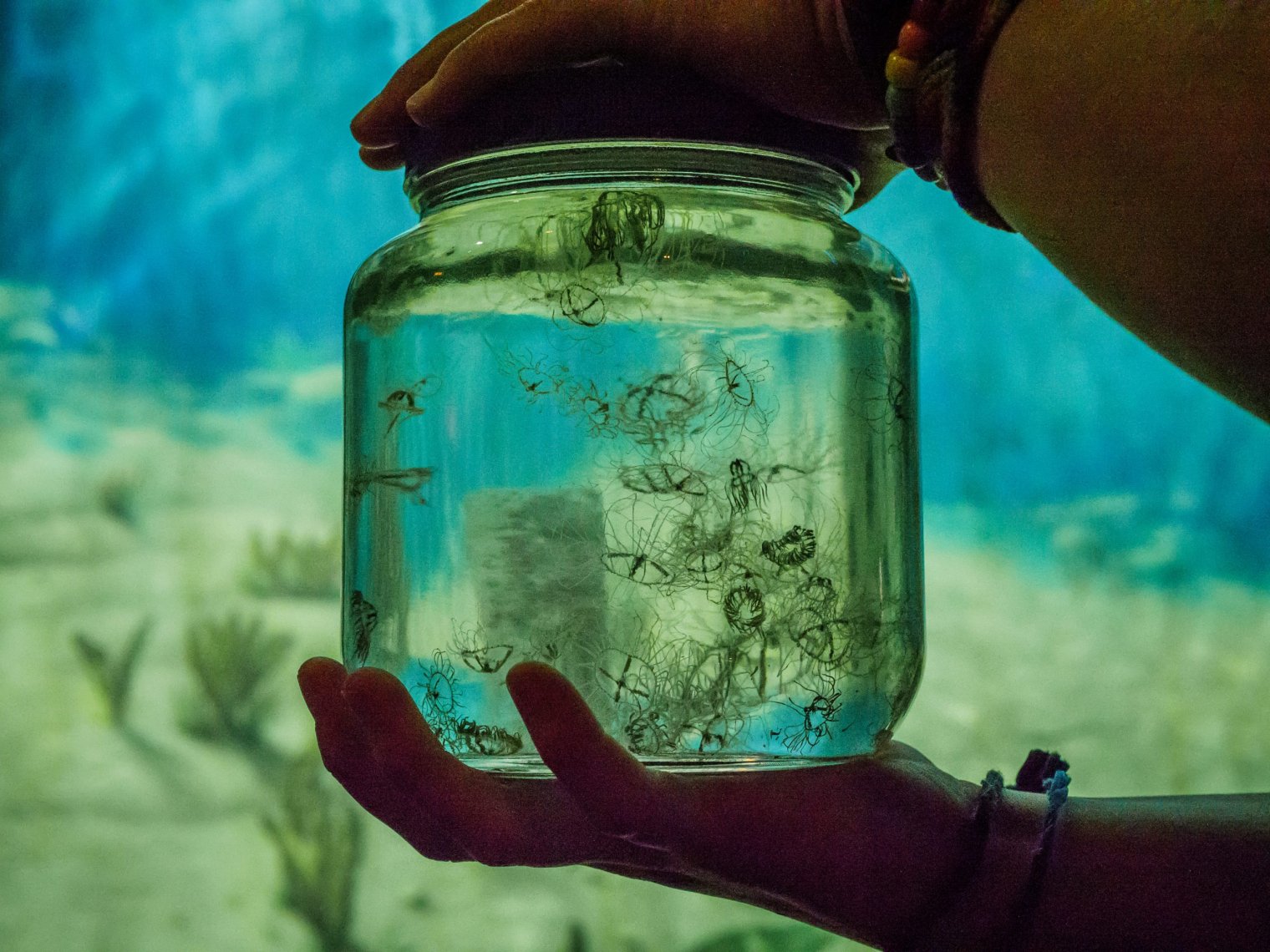 Hands holding a jar full of jellyfish