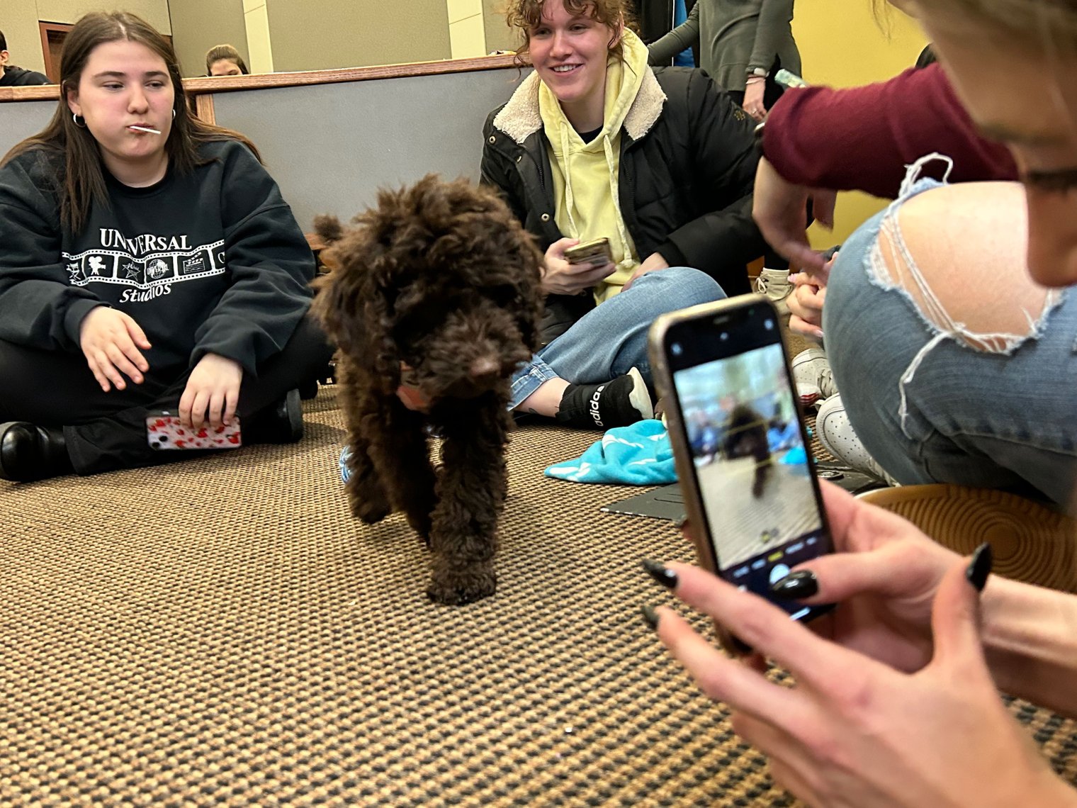 Pebbles the Pupscot meets Team Rocky for the first time.