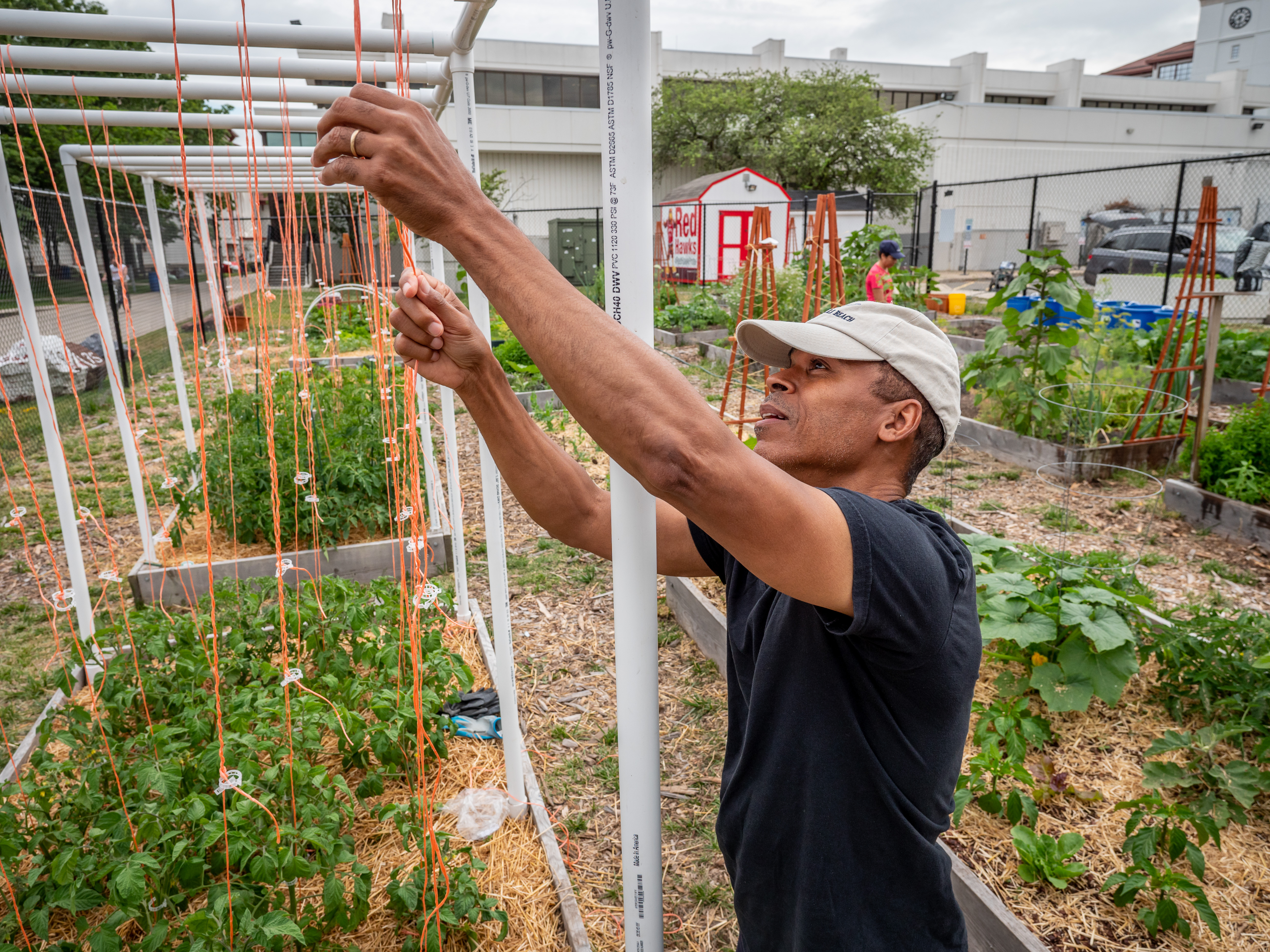 A man in a black t-shirt and white baseball cap building a support structure for climbing beans in a garden bed.