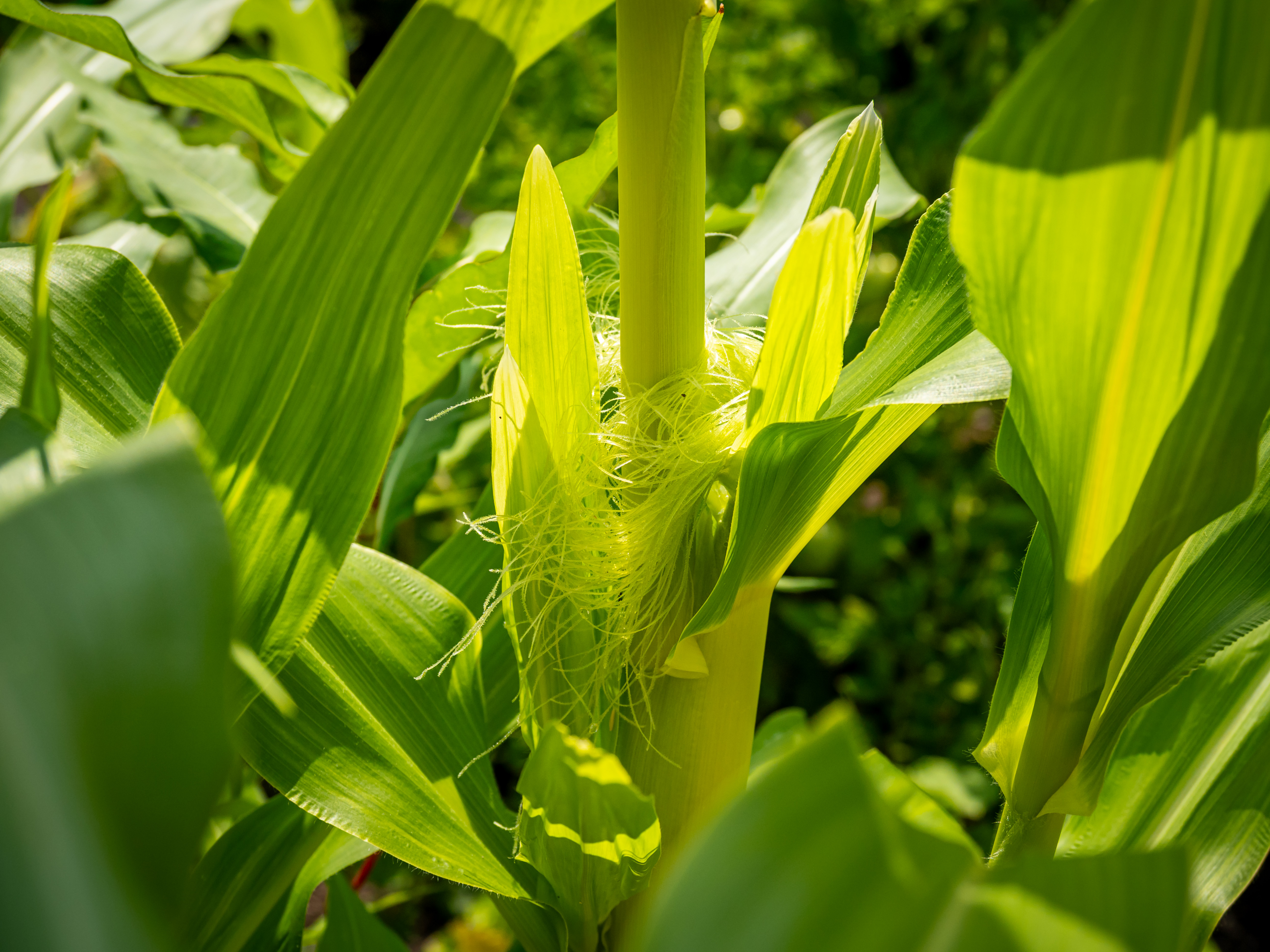 Close up photo of corn plant growing in the garden.
