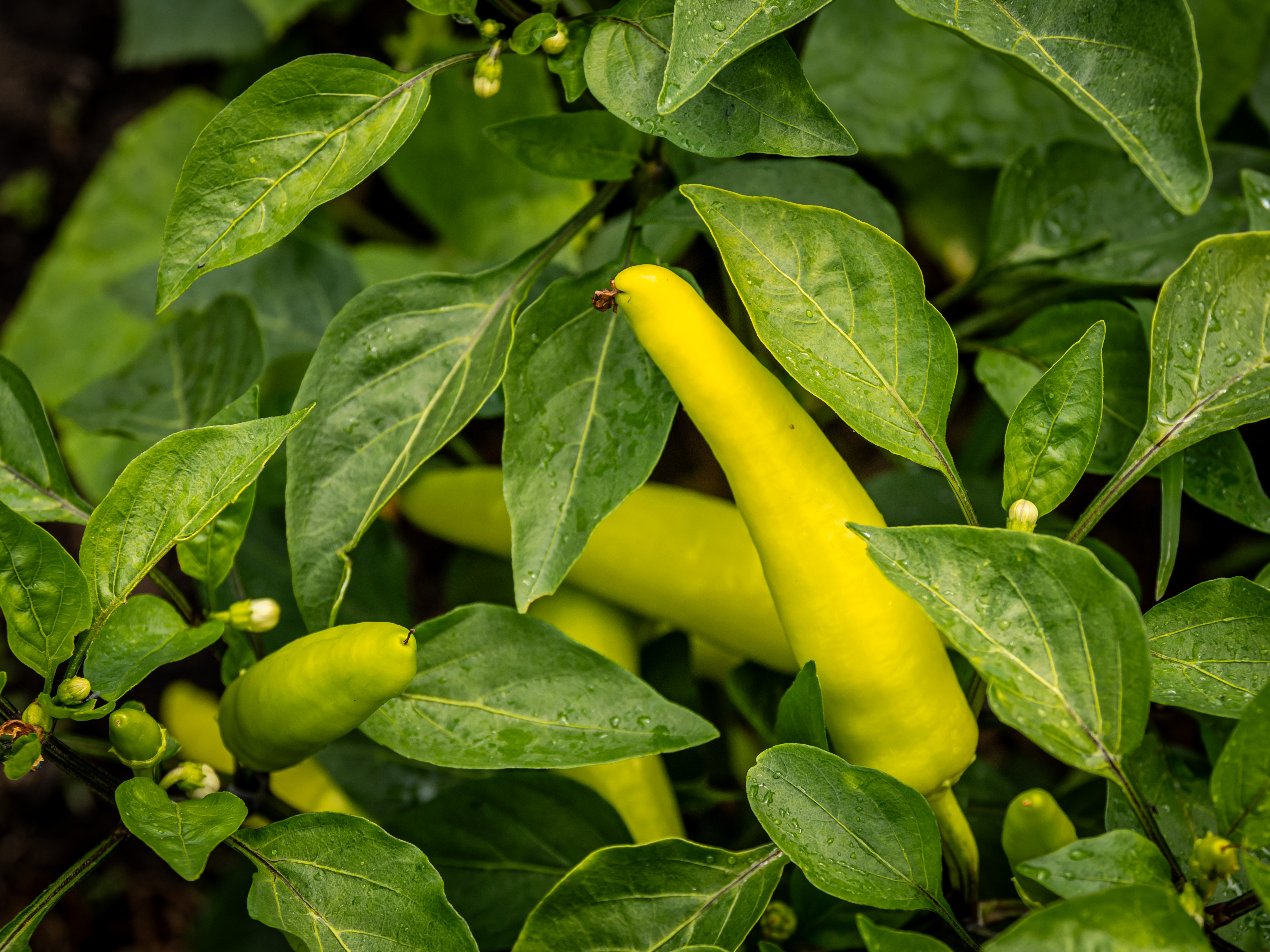 Close up photo of peppers growing in the garden.