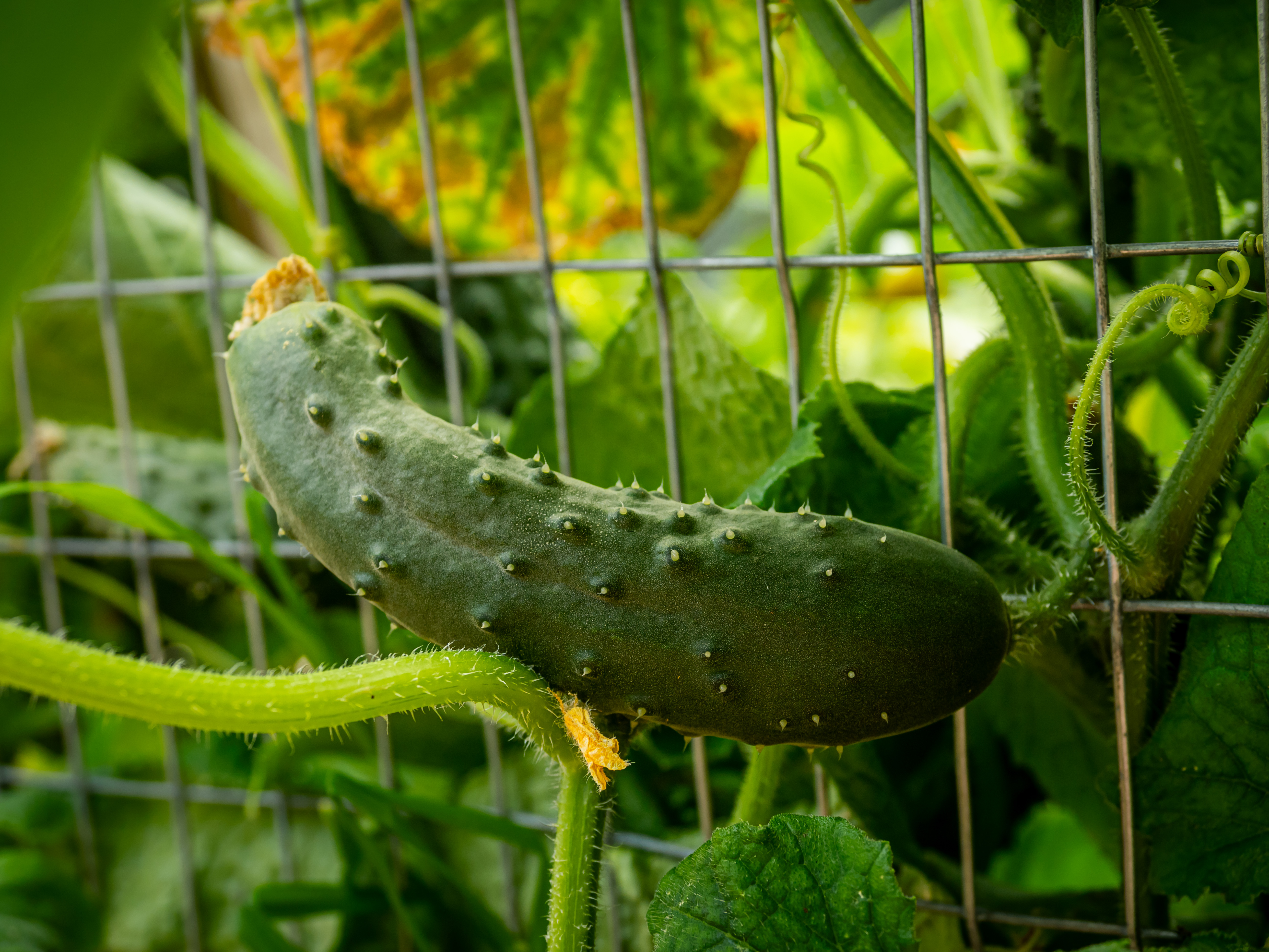 Close up photo of cucumber plants growing in the garden.