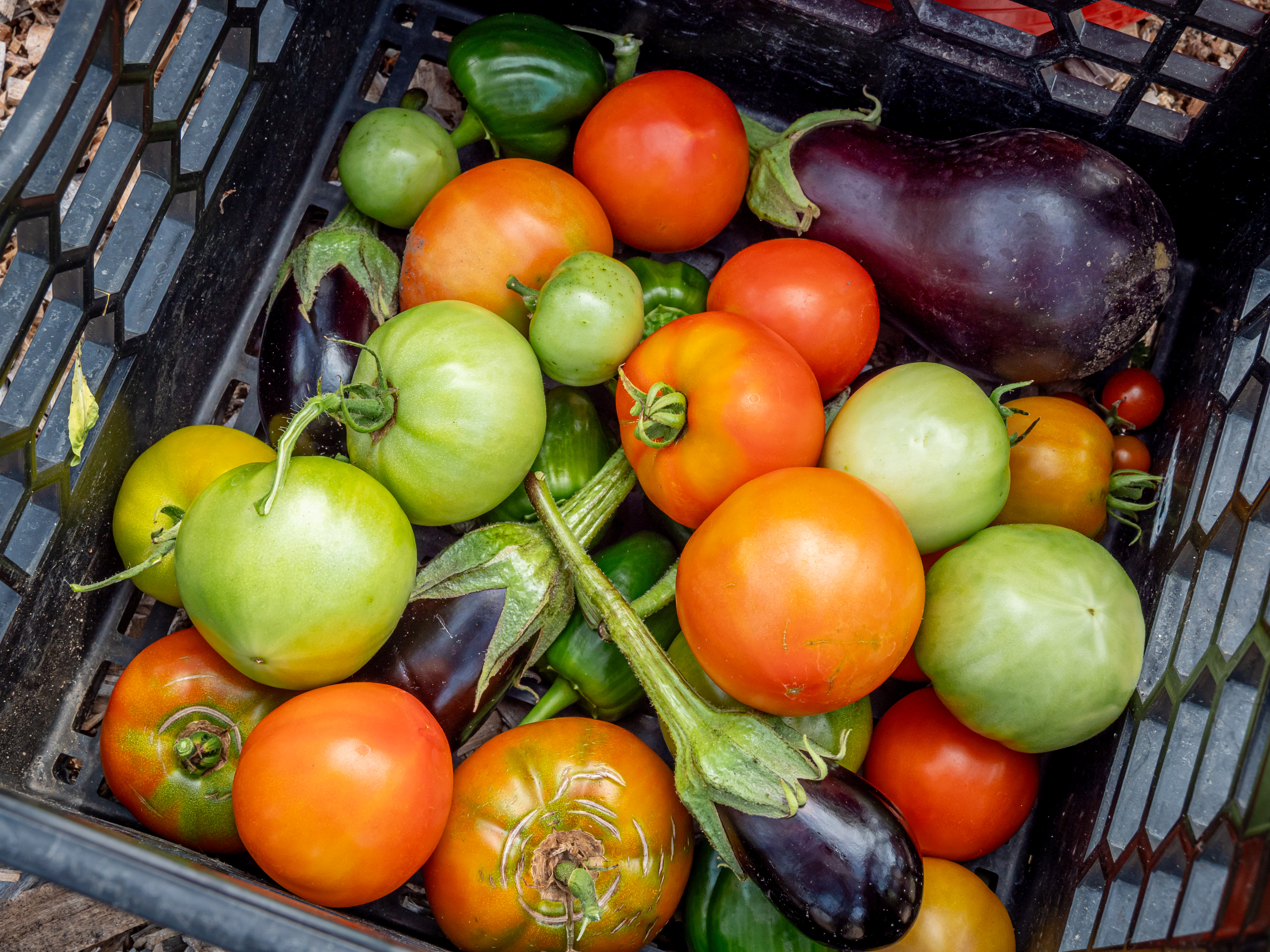 Close up photo of tomatoes and eggplants harvested from the garden.