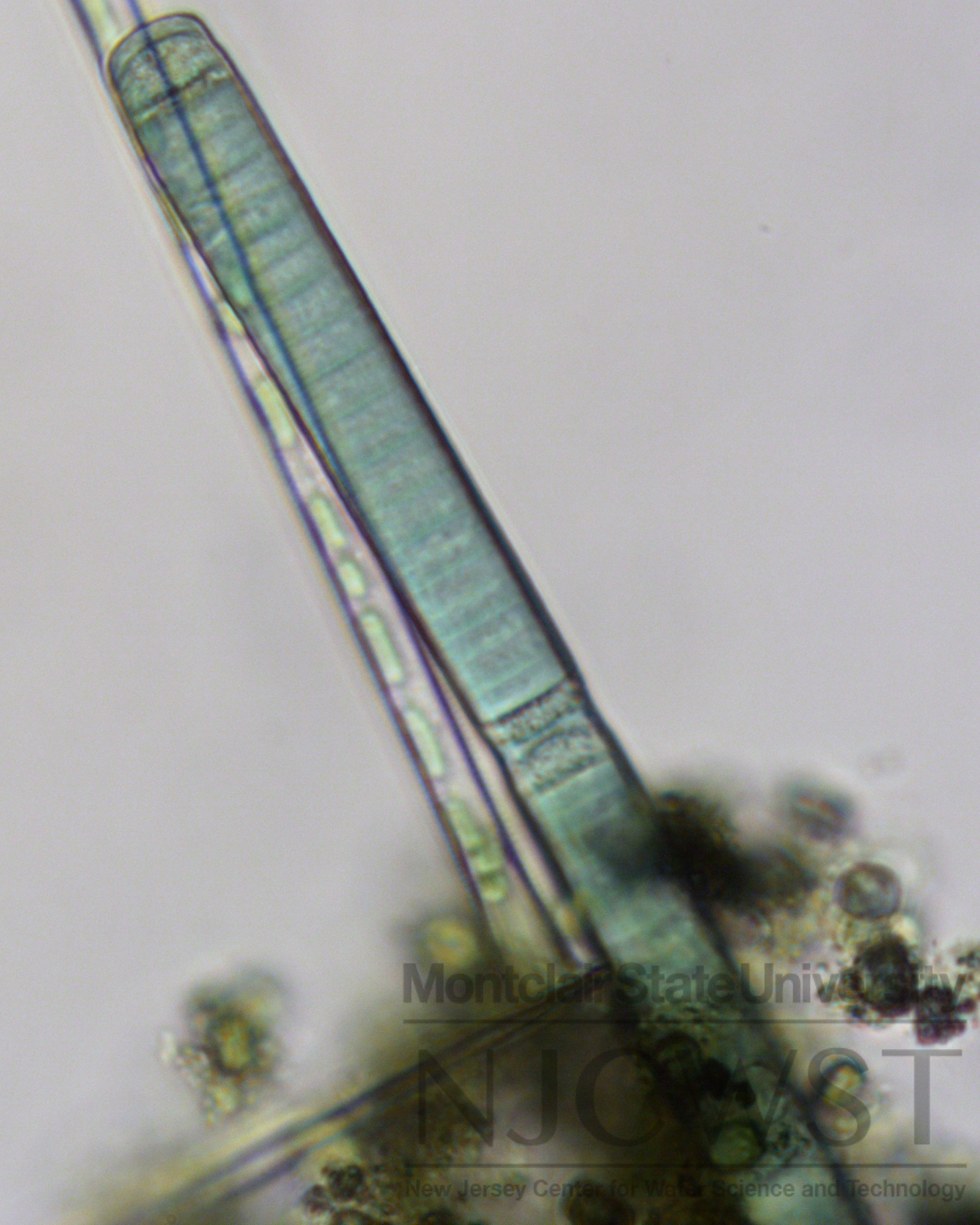 Oscillatoria New Jersey Center For Water Science And Technology